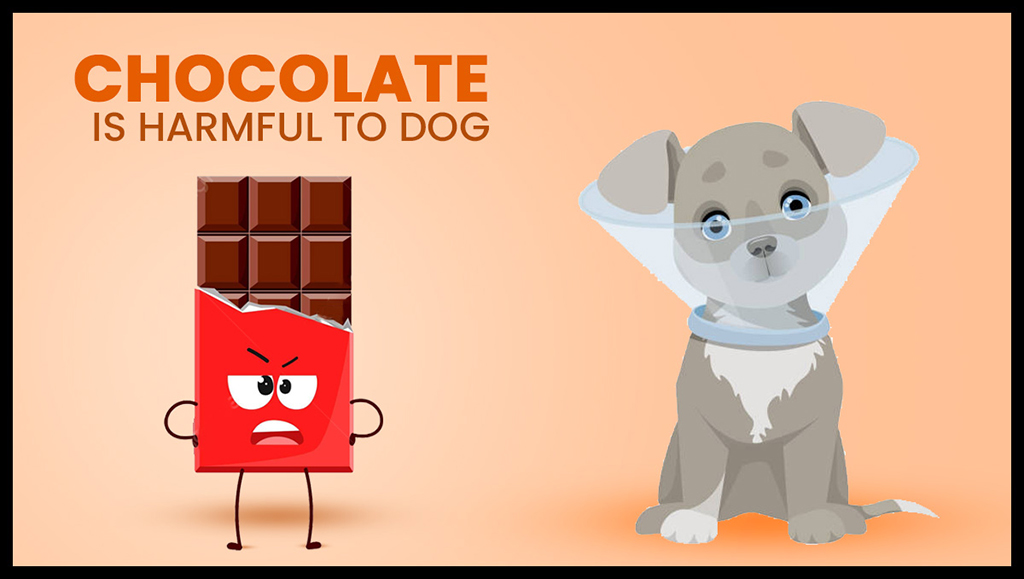 Chocolate is Harmful to Dogs